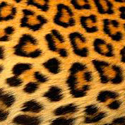Onca